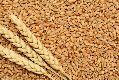 wheat varieties