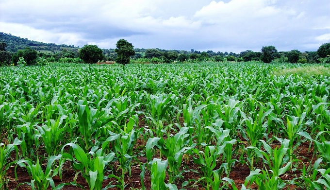 maize-plantation