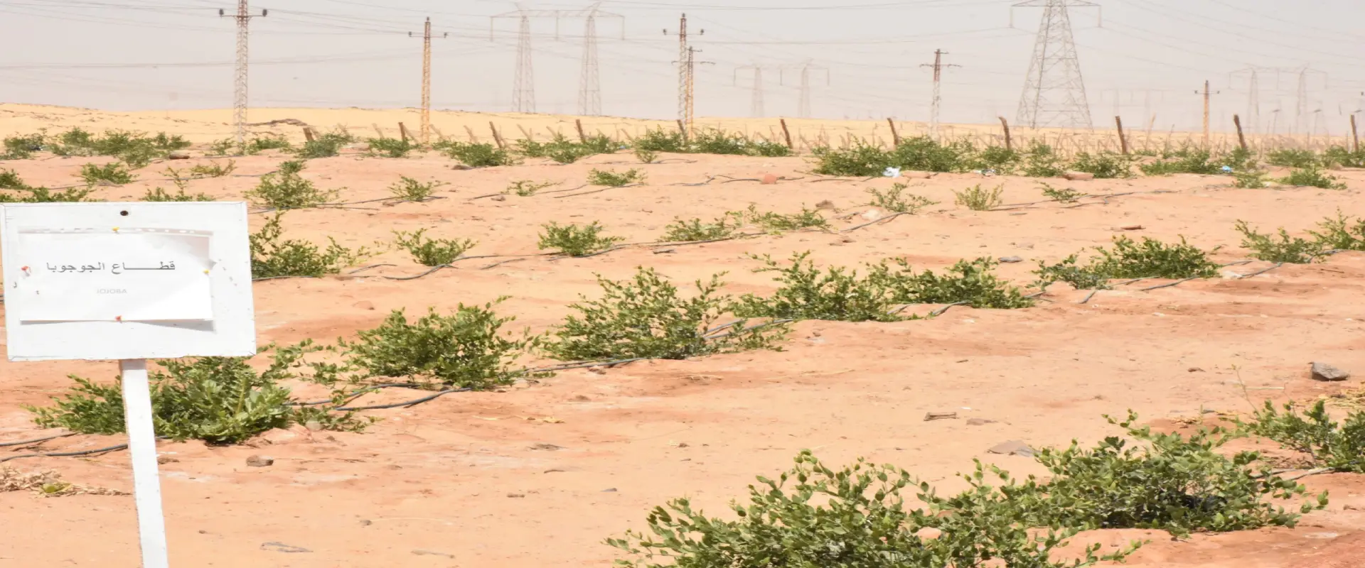 Jojoba Cultivation