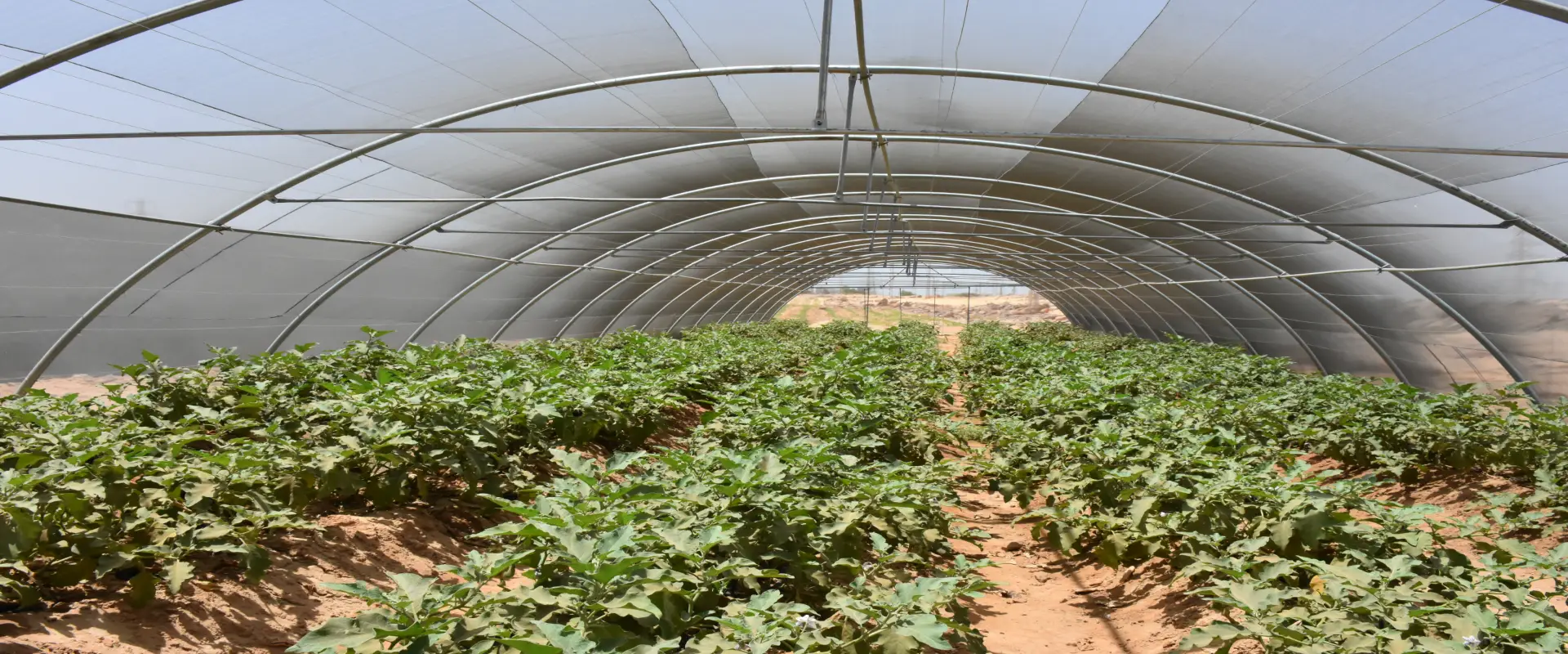 Greenhouses
