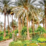 جامعة أسوان تقوم بإنشاء مزرعة نخيل  بطريق المطار
